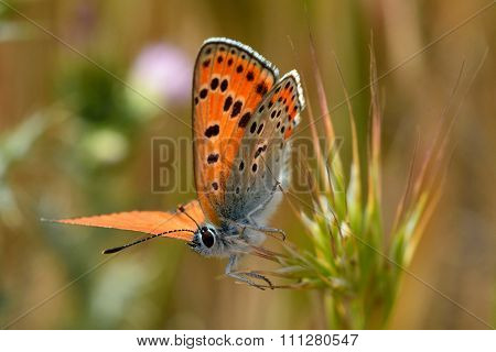 Turkish firey copper butterfly (Lycaena ochimus)