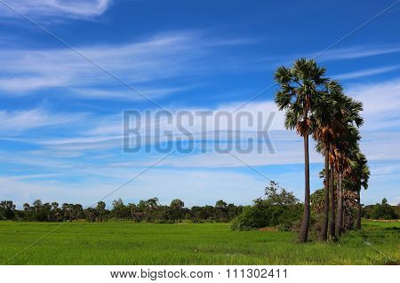 Field and sky