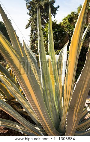Agave Americana