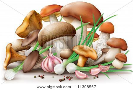 Different Edible Mushrooms