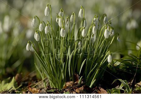 Snowdrops