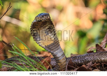 Close Up  Monocellate Cobra