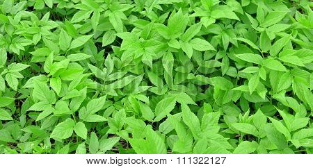 Aegopodium Podagraria From Latin Goutweed Wild Edible And Medicinal Grass