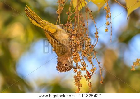Mountain Bulbul ( Ixos Mcclellandii ) In Nature