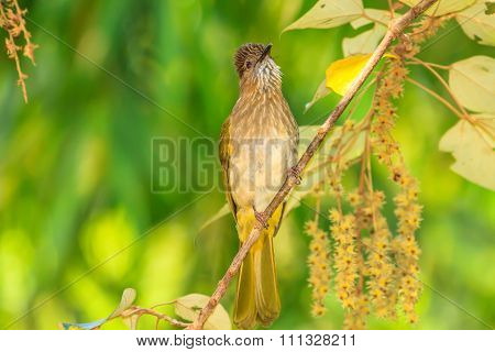 Mountain Bulbul ( Ixos Mcclellandii ) In Nature