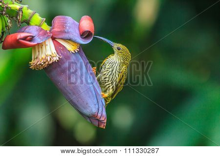 Streaked Spiderhunter Bird