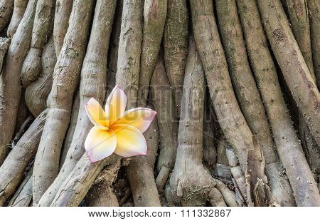 Fallen Yellow Beautiful Flower On Brown Root Of Plant Texture Background