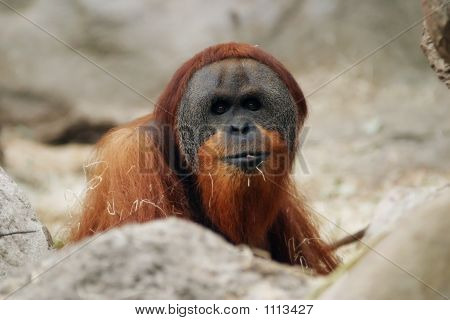 Orangutan