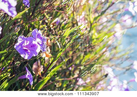 Selective Focus Of  Ruellias Flower In Garden With Sunlight In The Morning