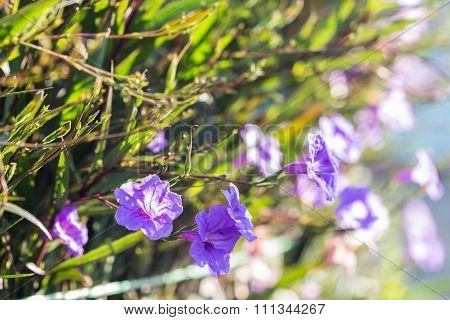Selective Focus Of  Ruellias Flower In Garden With Sunlight In The Morning