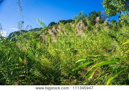 High Semi Alpine Mountain With Blue  Sky