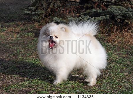 Beautiful Pomeranian, Dwarf Spitz on lawn