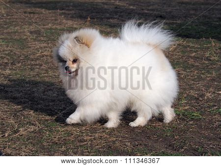 Beautiful Pomeranian, Dwarf Spitz on lawn