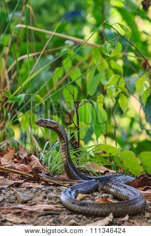 Close Up  Monocellate Cobra