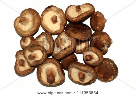 The shiitake mushrooms- Lentinula epodes
