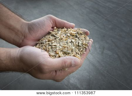 Cattle Feed Inhuman Hands