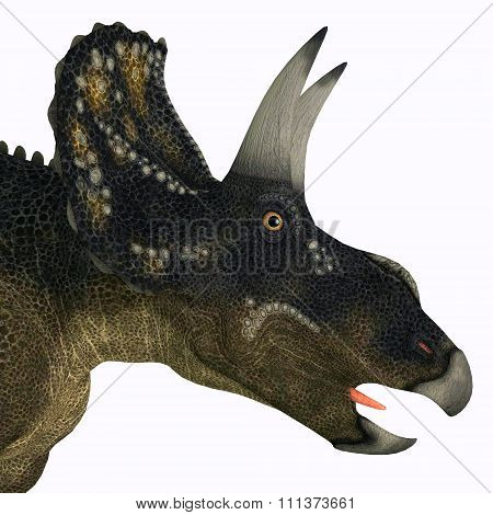 Nedoceratops Dinosaur Head