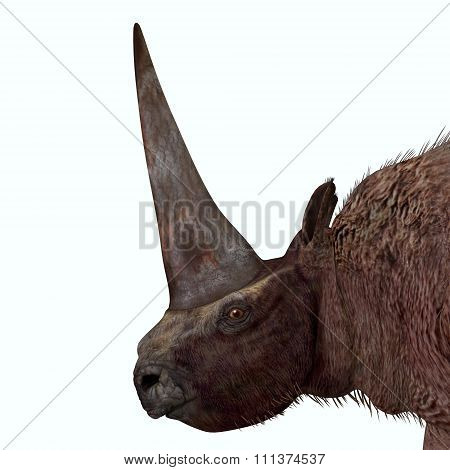 Elasmotherium Head