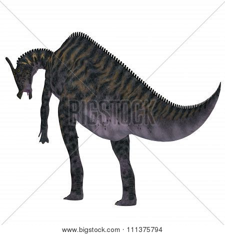 Saurolophus Dinosaur Tail
