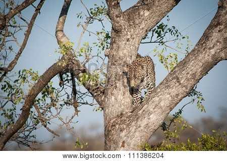 Leopard Climbing Down A Tree