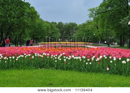 Blommande tulpaner i parken