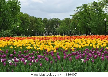 Blommande tulpaner i parken