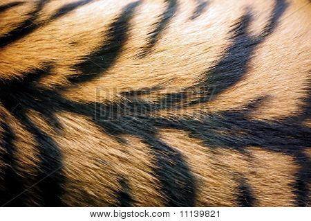 Pelliccia di tigre
