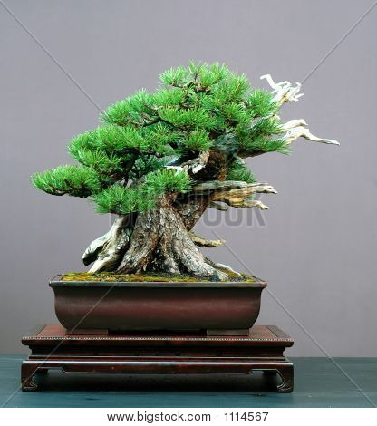 Mugo Pine Bonsai