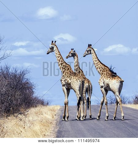 group of Giraffes on the road In Kruger National Park