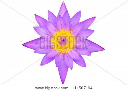 purple lotus isolated on white background