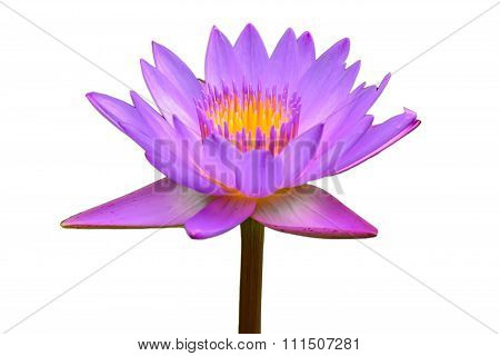 purple lotus isolated on white background