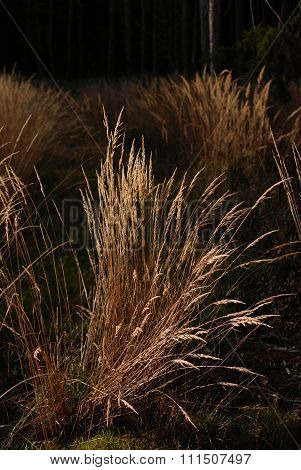 Clump of Dry Grass