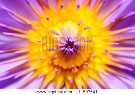Closeup lotus flower in the garden