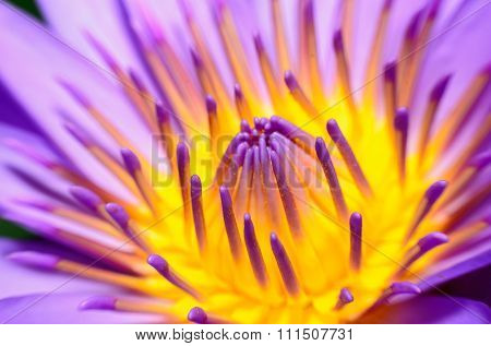 Closeup lotus flower in the garden