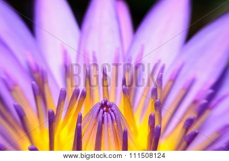 Closeup lotus flower in the garden