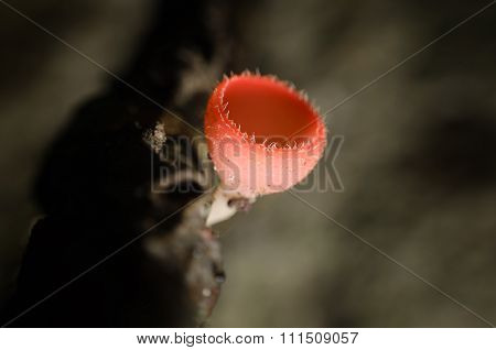 Champagne mushroom in rain forest