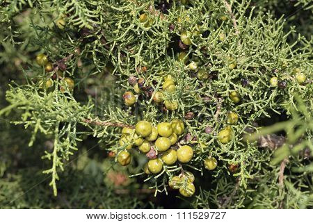 Phoenician Juniper