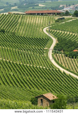 Landscape In Langhe (piedmont)