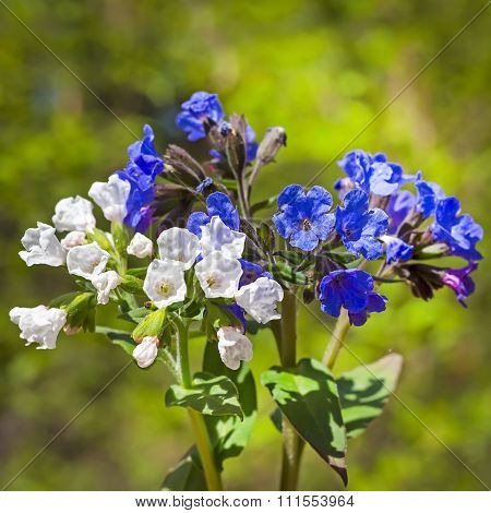 Softest lungwort (Pulmonaria mollis)