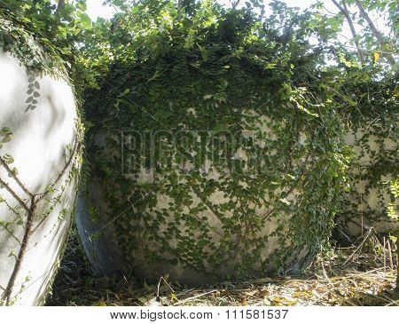 Coatbuttons Mexican Daisy Plant Wall Climb Tree Concept