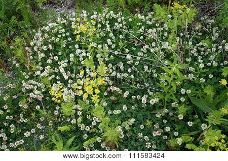 White Clover and Wild Parsnip