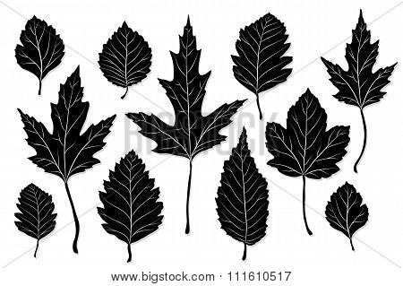 Leaves Silhouette Vector