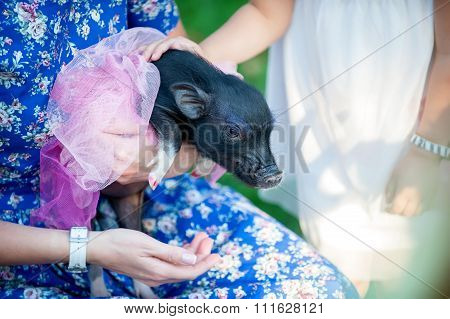 mini pig pet with  girls