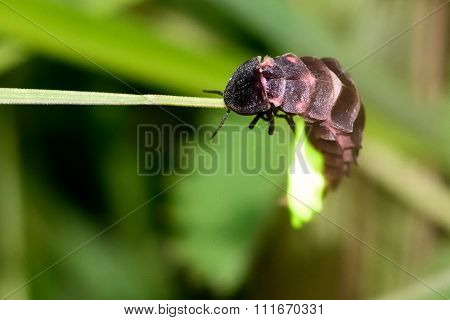 Glow-worm (Lampyris noctiluca) showing light on grass