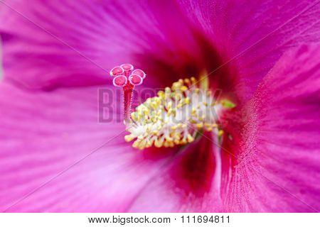 Red Carpel Of The Hibiscus Flower