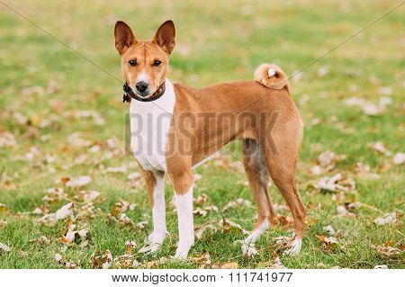 Basenji dog on grass outdoor. The Basenji is a breed of hunting