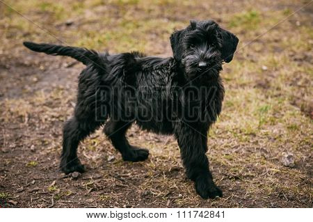 Black puppy of Giant Schnauzer dog