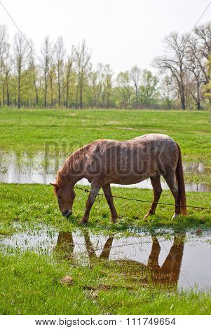 Chestnut horse