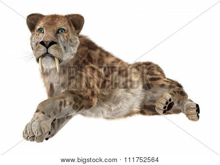 Big Cat Sabertooth