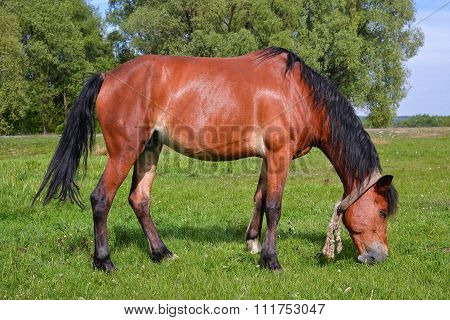 Chestnut horse